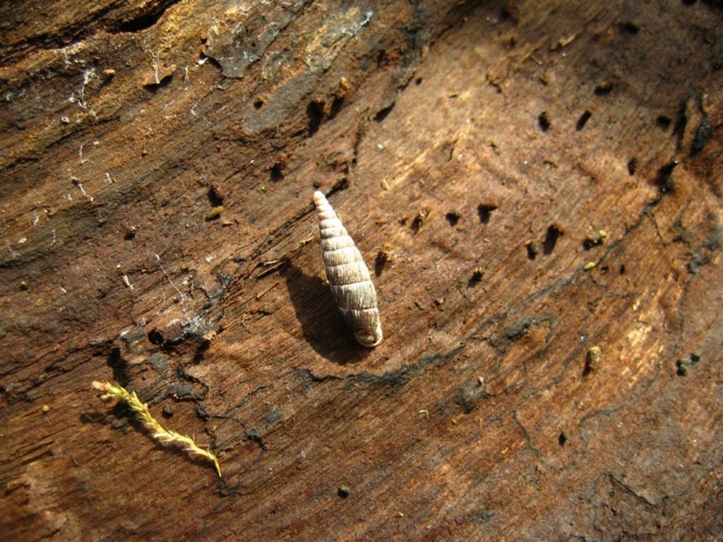 Piccolo gasteropode sotto corteccia